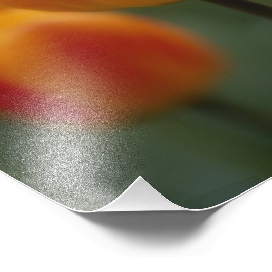 Impression Photo Tulipes (Coin)