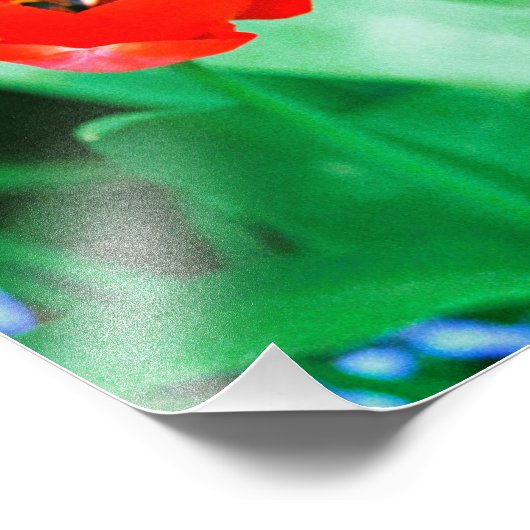 Impression Photo Tulipes (Coin)