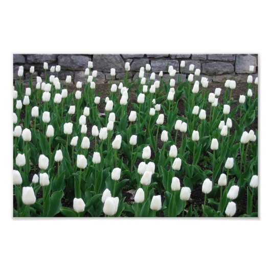 Impression Photo Tulipes 10 Imprimer (Devant)