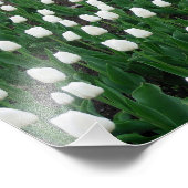 Impression Photo Tulipes 10 Imprimer (Coin)