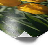 Impression Photo Tulipes 3 (Coin)