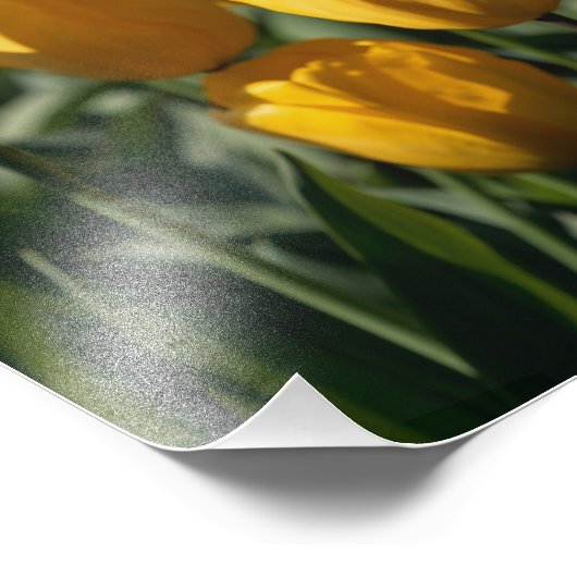 Impression Photo Tulipes 3 (Coin)