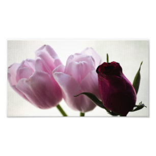 Impression Photo Tulipes 3258