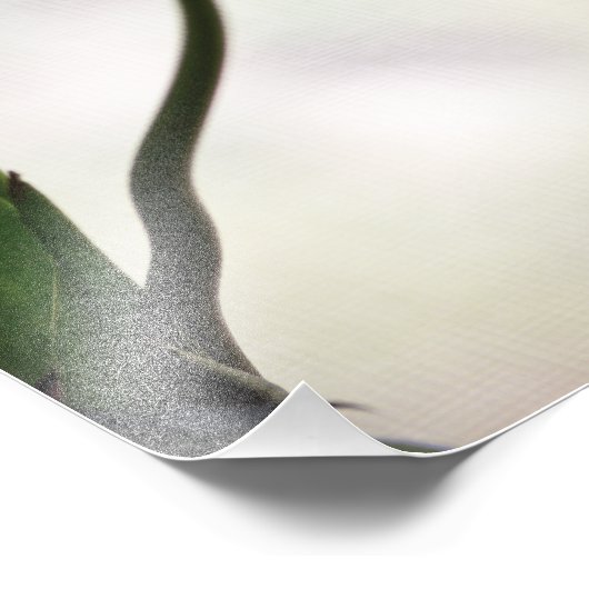 Impression Photo Tulipes 3265 (Coin)