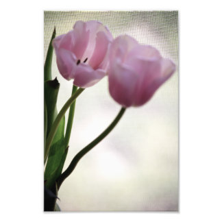 Impression Photo Tulipes 3265
