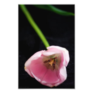 Impression Photo Tulipes 3272