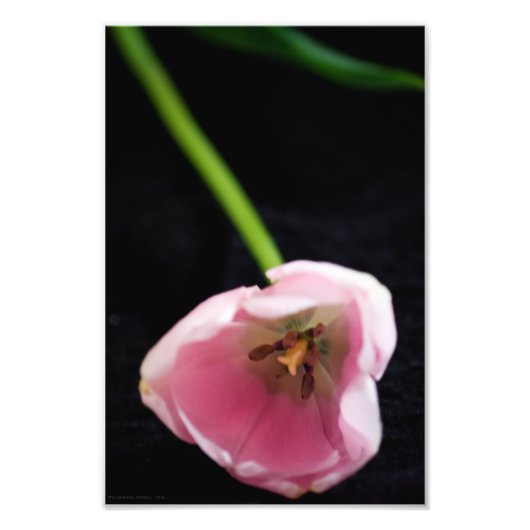 Impression Photo Tulipes 3272 (Devant)