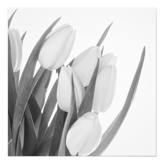 Impression photo Tulipes blanches (Devant)
