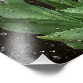 Impression Photo Tulipes blanches avec gouttes de pluie (Coin)