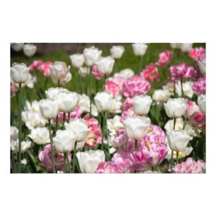 Impression Photo Tulipes blanches et roses brillantes par jour enso
