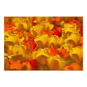 Impression Photo Tulipes dans les jardins de Keukenhof, Amsterdam,