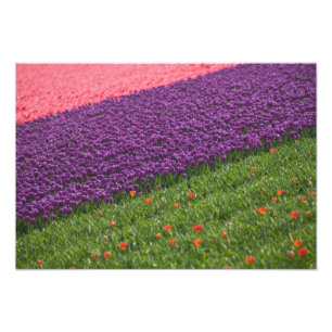 Impression Photo Tulipes dans les jardins de Keukenhof, Amsterdam, 