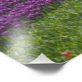 Impression Photo Tulipes en Jardins de Keukenhof, Amsterdam, 2 (Coin)
