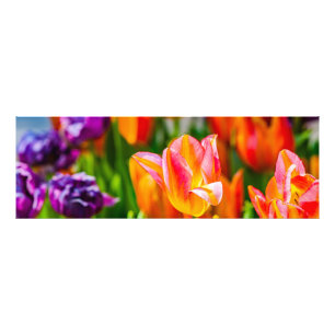 Impression Photo Tulipes Enchanter 17