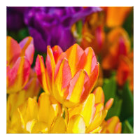 Tulipes Enchanting 16