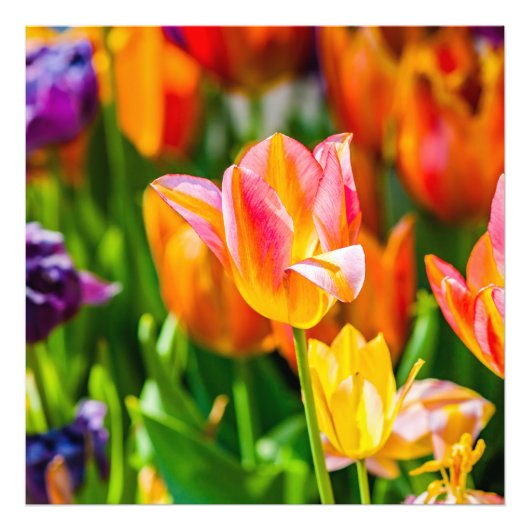 Impression Photo Tulipes Envoûtantes 17 (Devant)
