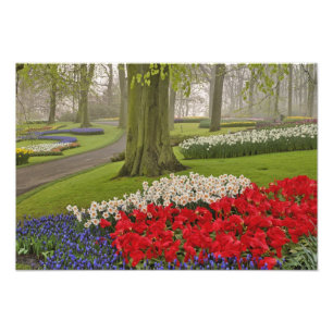 Impression Photo Tulipes et jonquilles, Jardins de Keukenhof,
