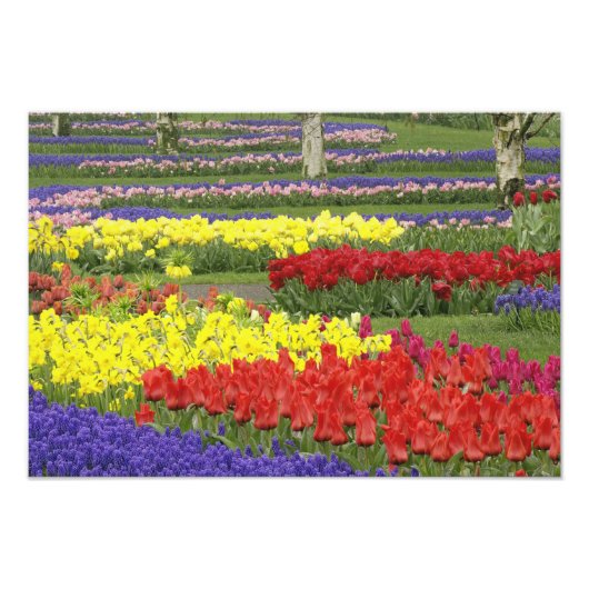 Impression Photo Tulipes, Hyacinthe du raisin et Daffodiles, 2 (Devant)