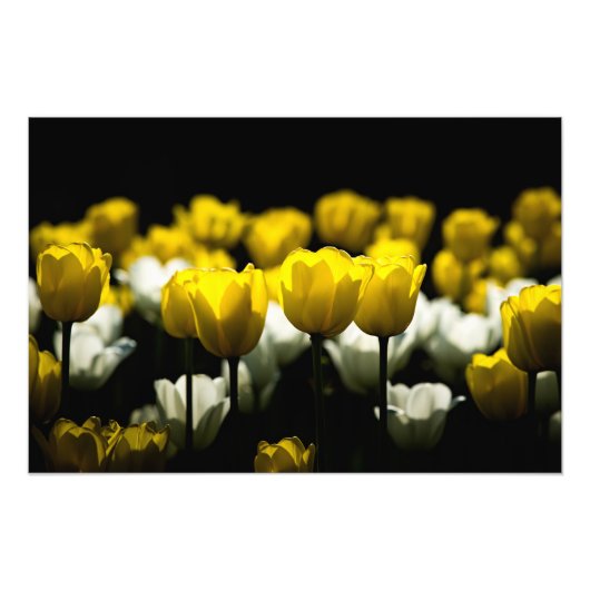 Impression Photo Tulipes Jaune Et Blanc (Devant)