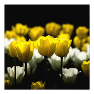 Impression Photo Tulipes Jaune Et Blanc
