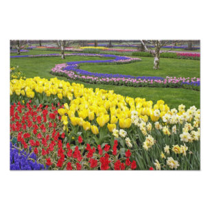 Impression Photo Tulipes, Muscari et jonquilles,
