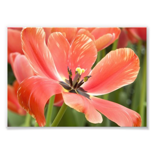 Impression Photo tulipes oranges en fleur (Devant)