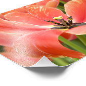 Impression Photo tulipes oranges en fleur (Coin)