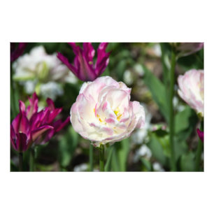 Impression Photo Tulipes rose vif par jour ensoleillé