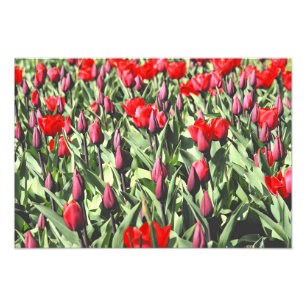 Impression Photo Tulipes rouges