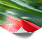 Impression Photo Tulipes rouges (Coin)