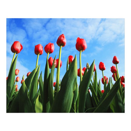Impression Photo Tulipes rouges au soleil (Devant)