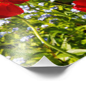 Impression Photo Tulipes rouges en champ (Coin)