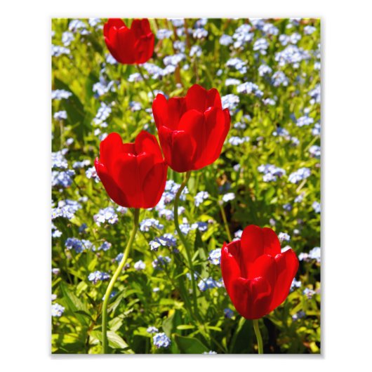 Impression Photo Tulipes rouges en champ (Devant)
