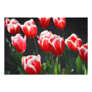 Impression Photo Tulipes rouges et blanches