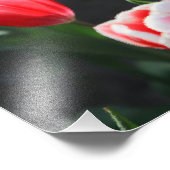 Impression Photo Tulipes rouges et blanches (Coin)