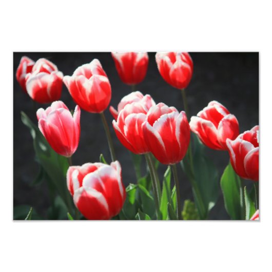 Impression Photo Tulipes rouges et blanches (Devant)