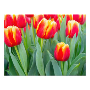 Impression Photo Tulipes rouges et jaunes vibrantes dans un jardin