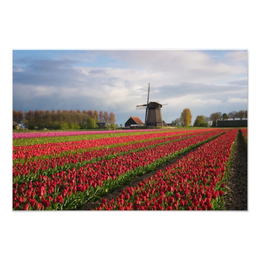 Impression Photo Tulipes rouges et moulin à vent (Devant)