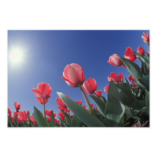 Impression Photo Tulipes rouges sous un angle très bas, Cincinnati, (Devant)
