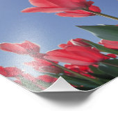 Impression Photo Tulipes rouges sous un angle très bas, Cincinnati, (Coin)