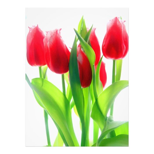 Impression Photo Tulipes rouges sur blanc (Devant)