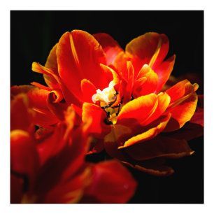 Impression Photo Tulipes rouges sur fond sombre