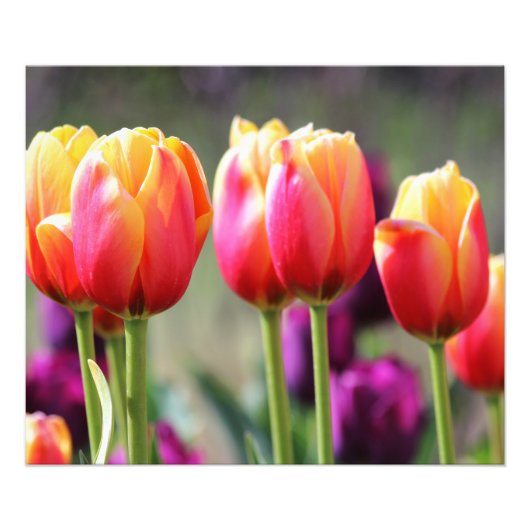 Impression Photo Tulipes tombées flammes (Devant)