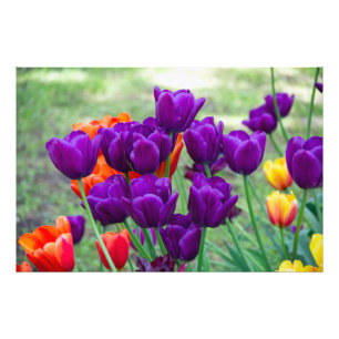 Impression Photo Tulipes violettes foncées