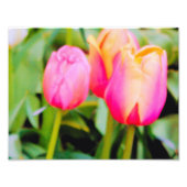 IMPRESSION PHOTO TULIPS DE PRINTEMPS (Devant)