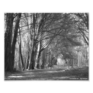 Impression Photo Tunnel d'arbre