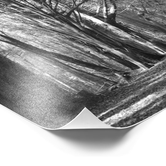 Impression Photo Tunnel de l'arbre (Coin)