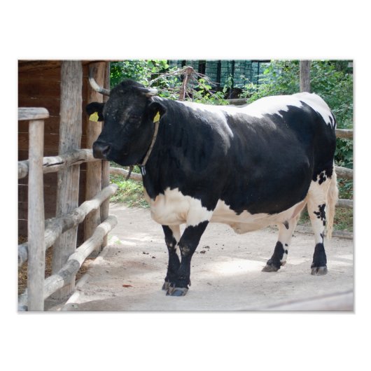 Impression Photo Tuxer Cattle (Devant)