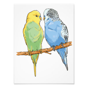 Impression Photo Two cute bleu et green Budgies
