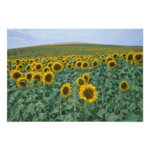 Impression Photo UE, France, Provence, champ de tournesol